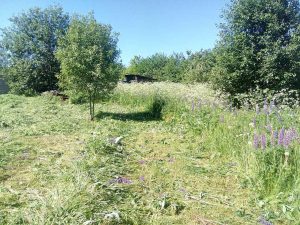 Пример покоса травы в Минске 4