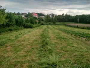 Пример покоса травы в Минске 10